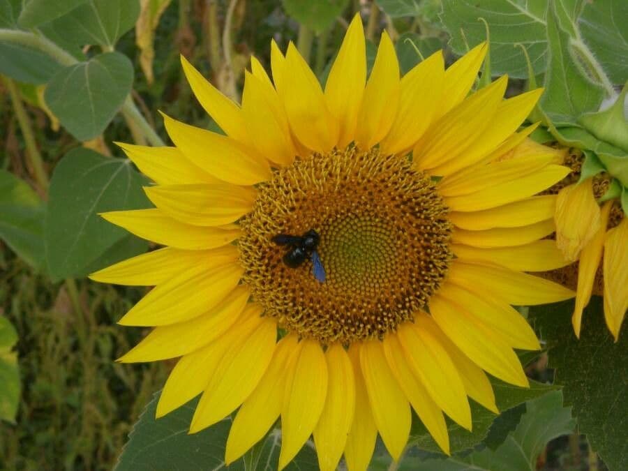 Helianthus annuus