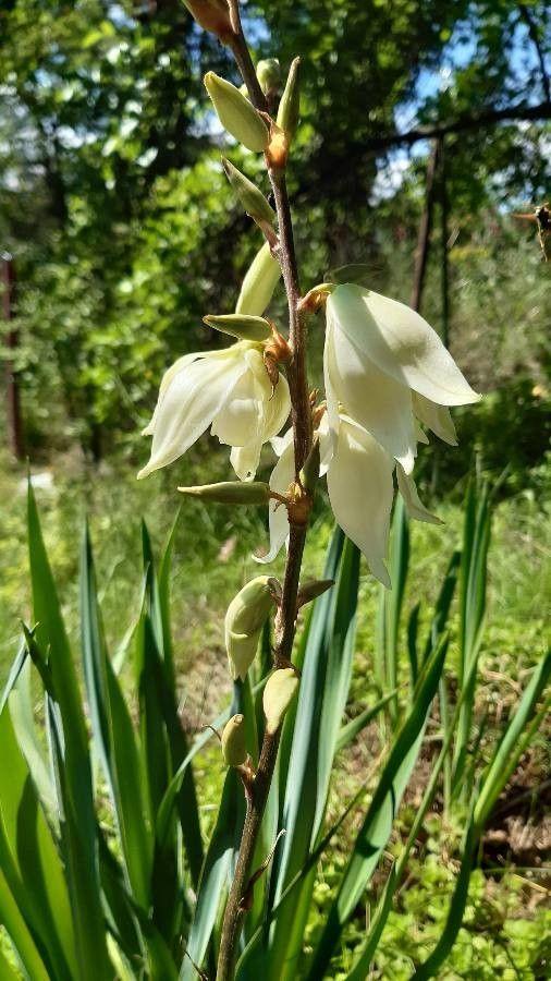 Yucca arkansana