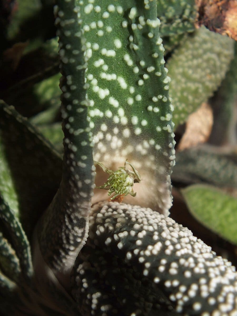 Gasteria carinata