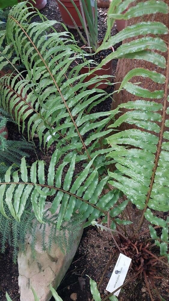 Nephrolepis falcata