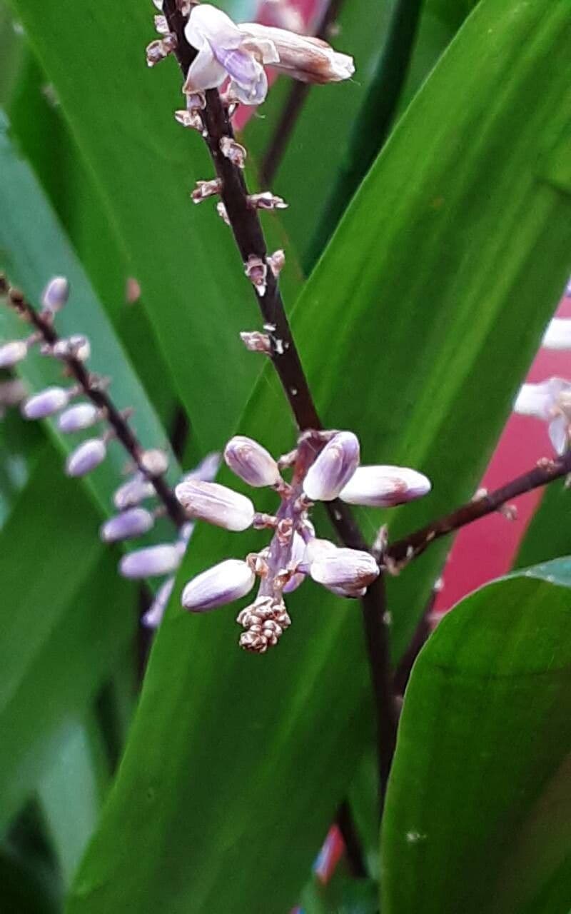 Cordyline stricta