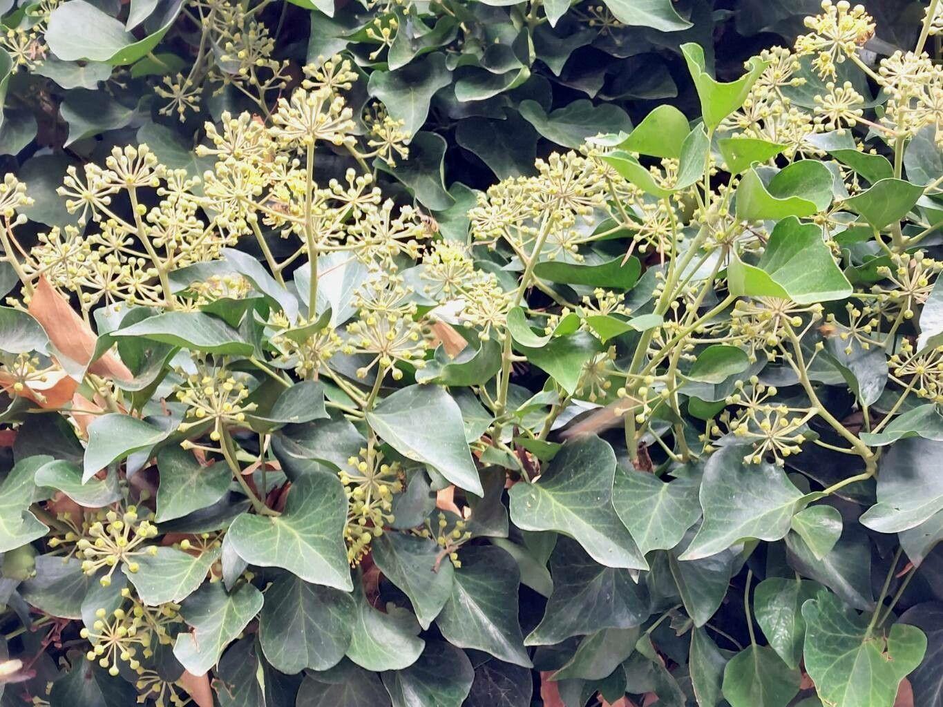 Hedera helix