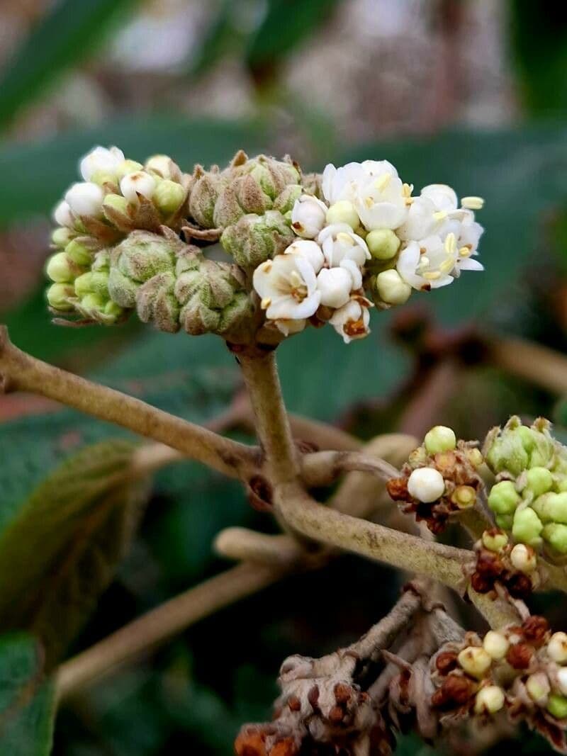 Viburnum rhytidophyllum