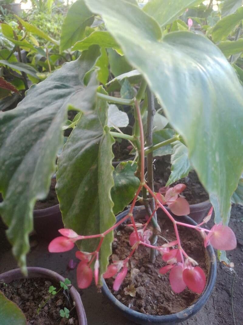 Begonia coccinea