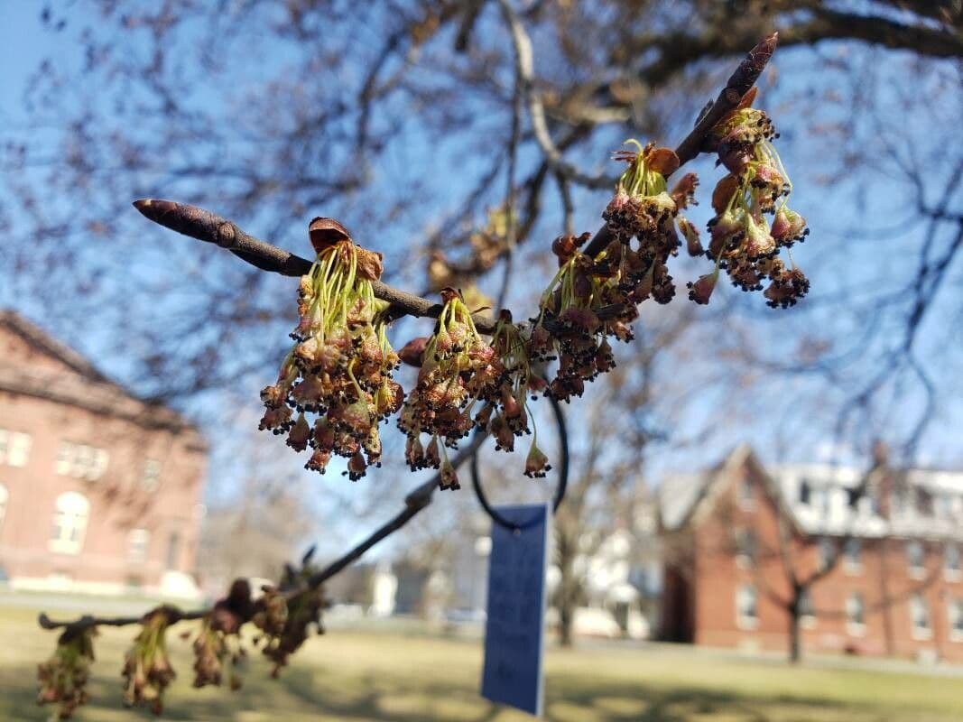 Ulmus americana