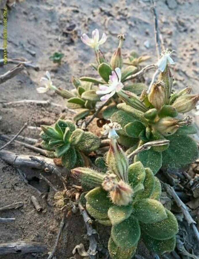 Silene sedoides