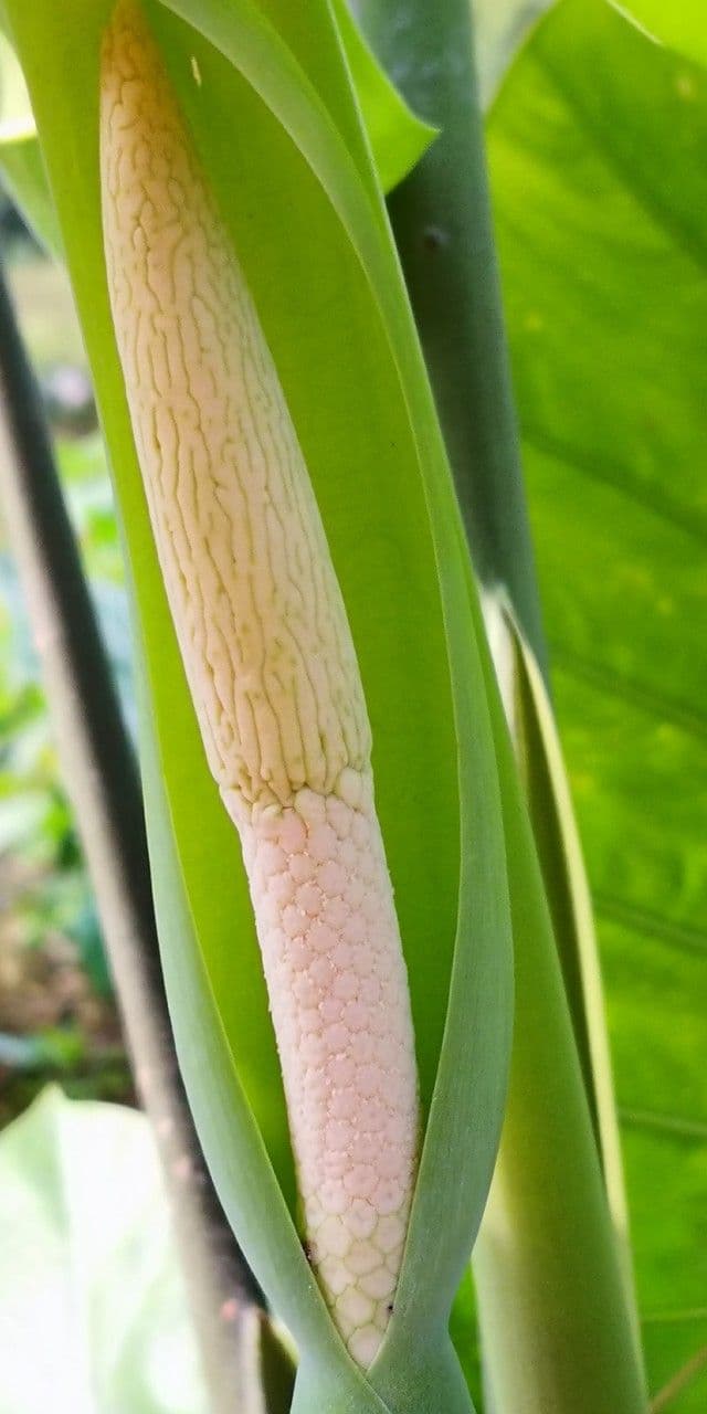 Colocasia esculenta