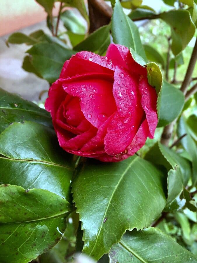 Camellia japonica