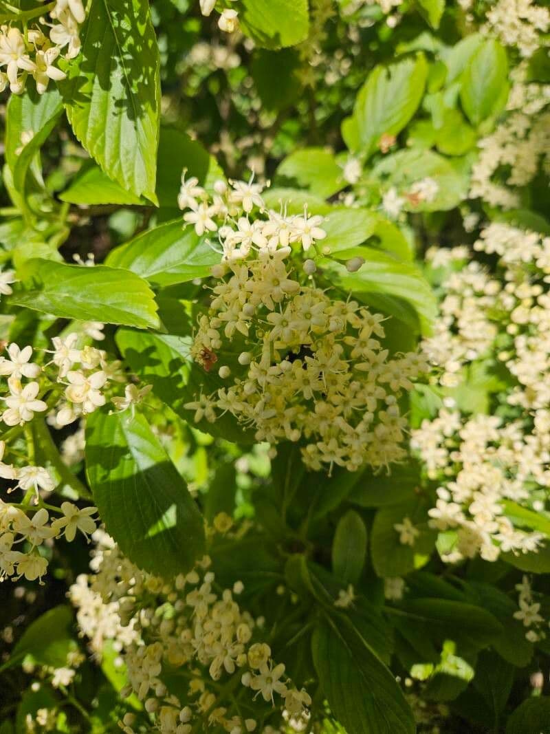 Viburnum sieboldii