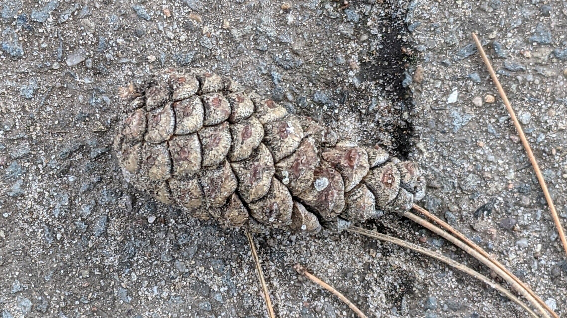 Pinus nigra