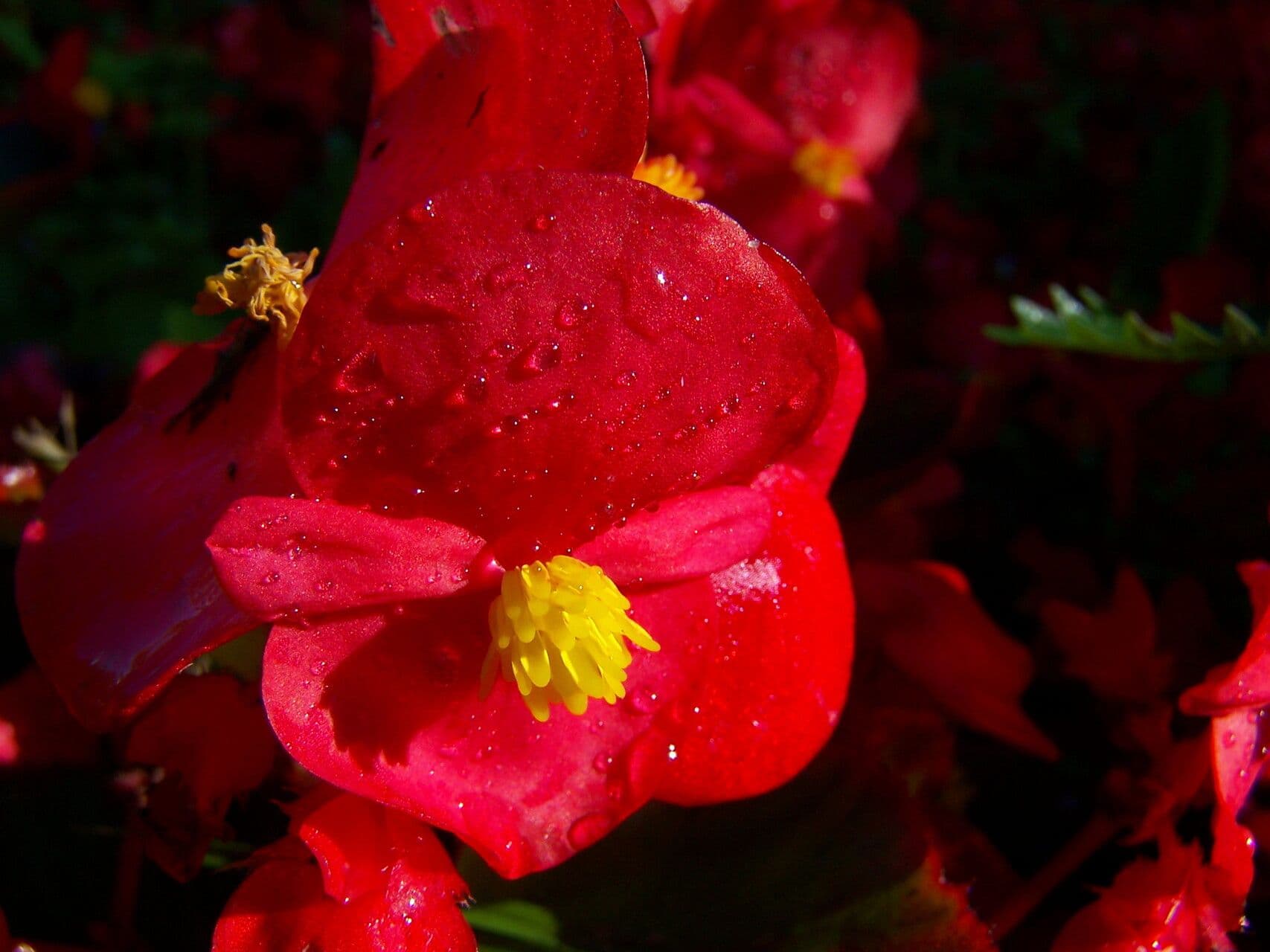 Begonia cucullata