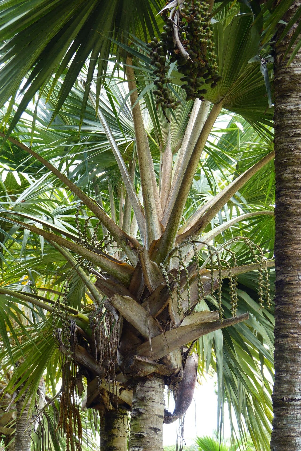 Latania lontaroides