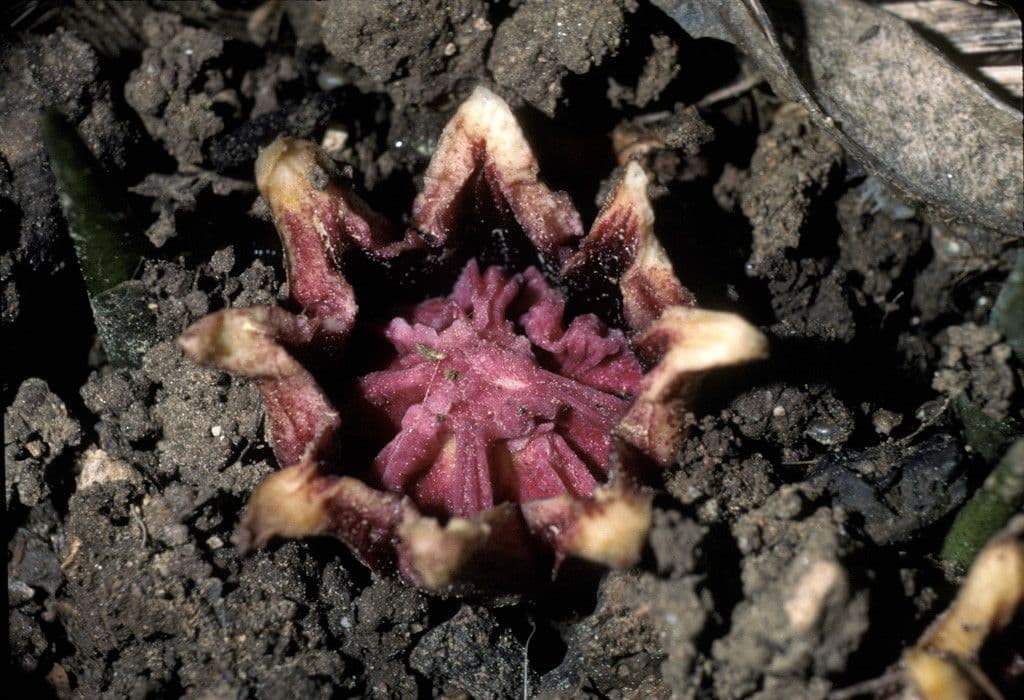 Aspidistra elatior