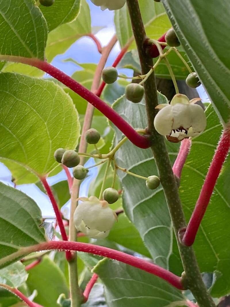 Actinidia arguta