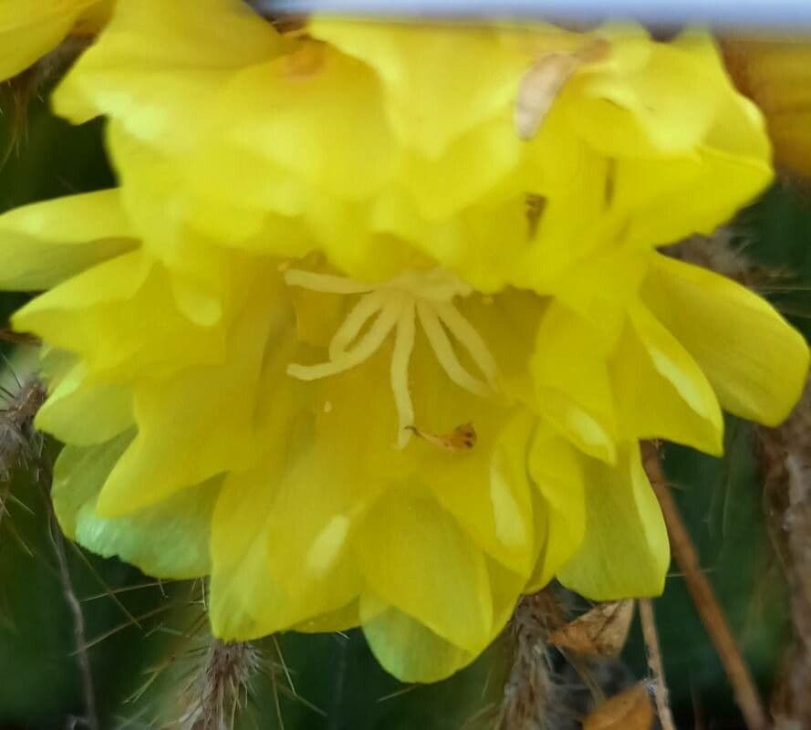 Parodia magnifica