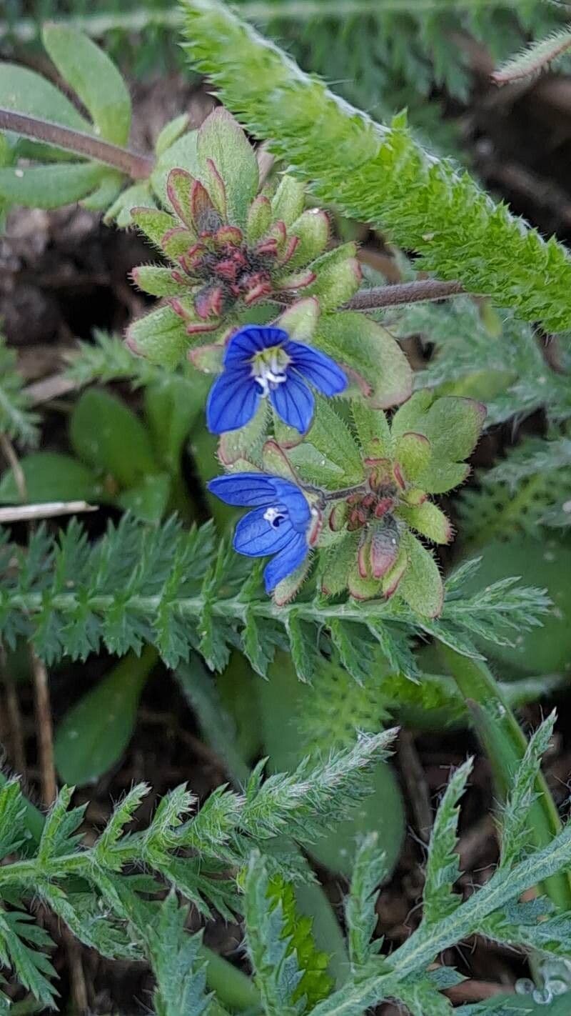 Veronica triphyllos