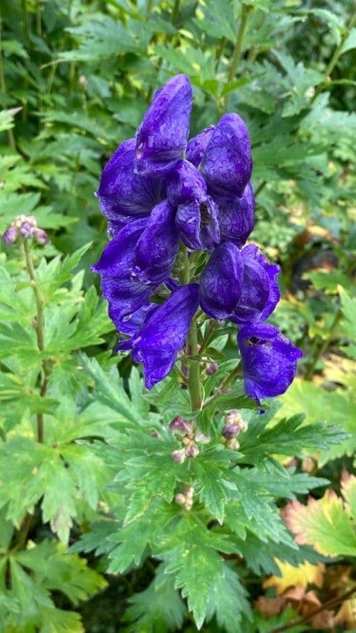 Aconitum napellus