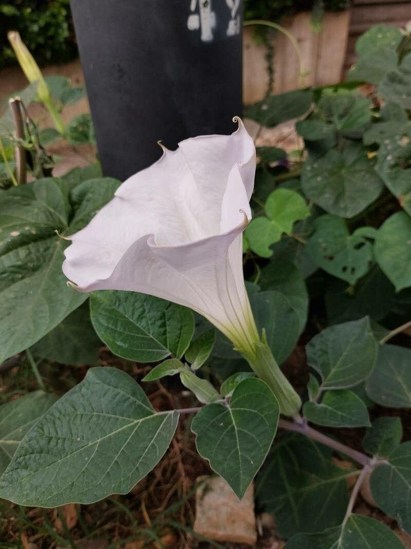 Datura innoxia