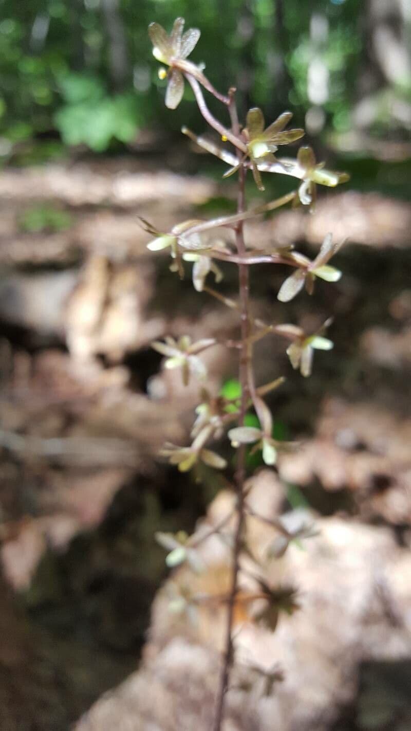 Tipularia discolor