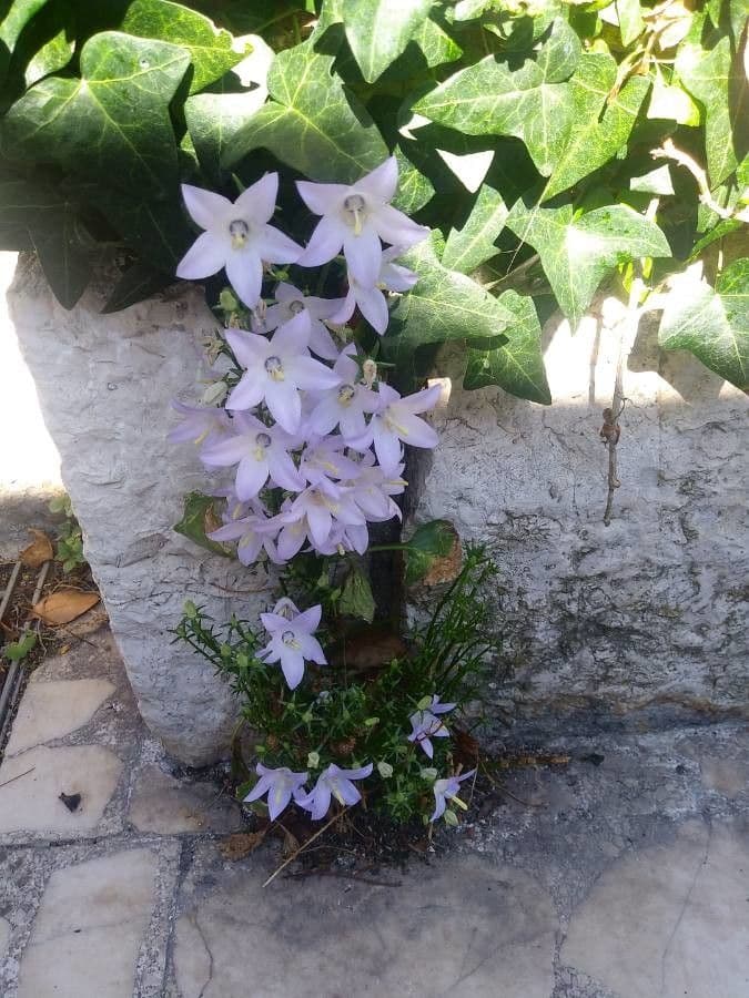 Campanula pyramidalis