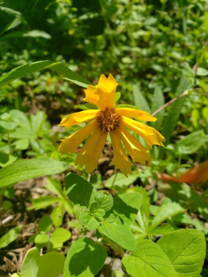 Coreopsis auriculata