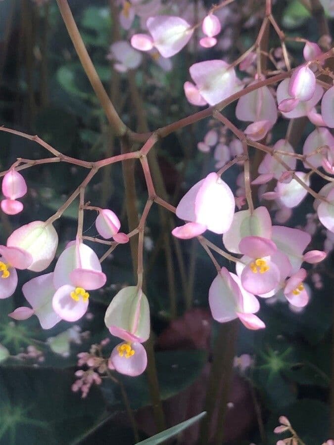 Begonia hydrocotylifolia