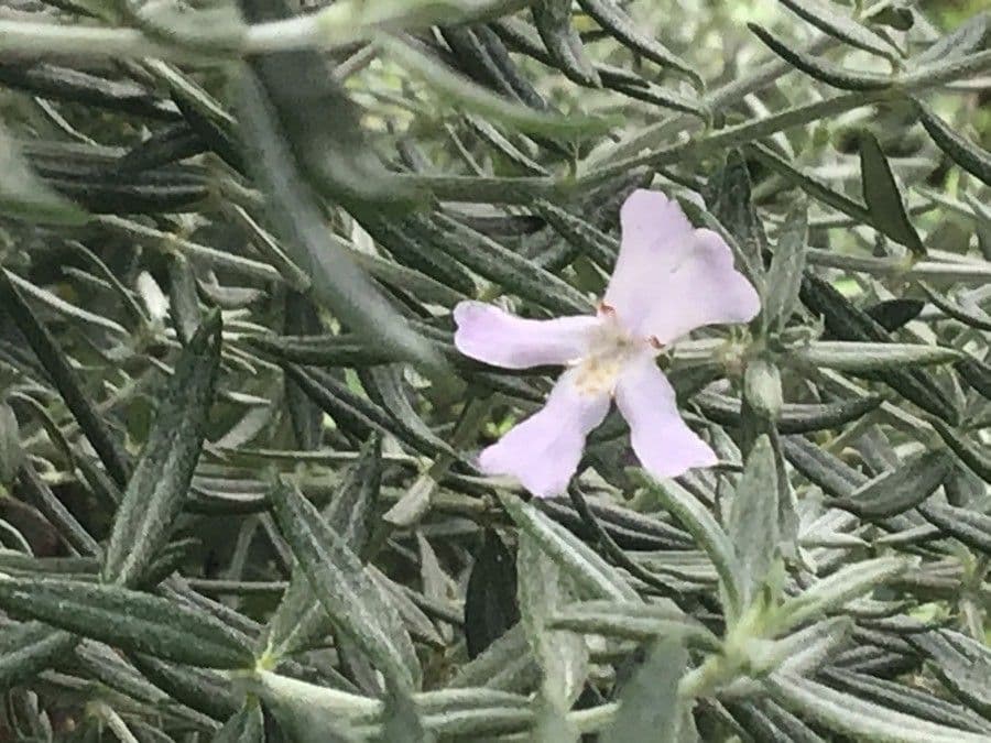 Westringia longifolia