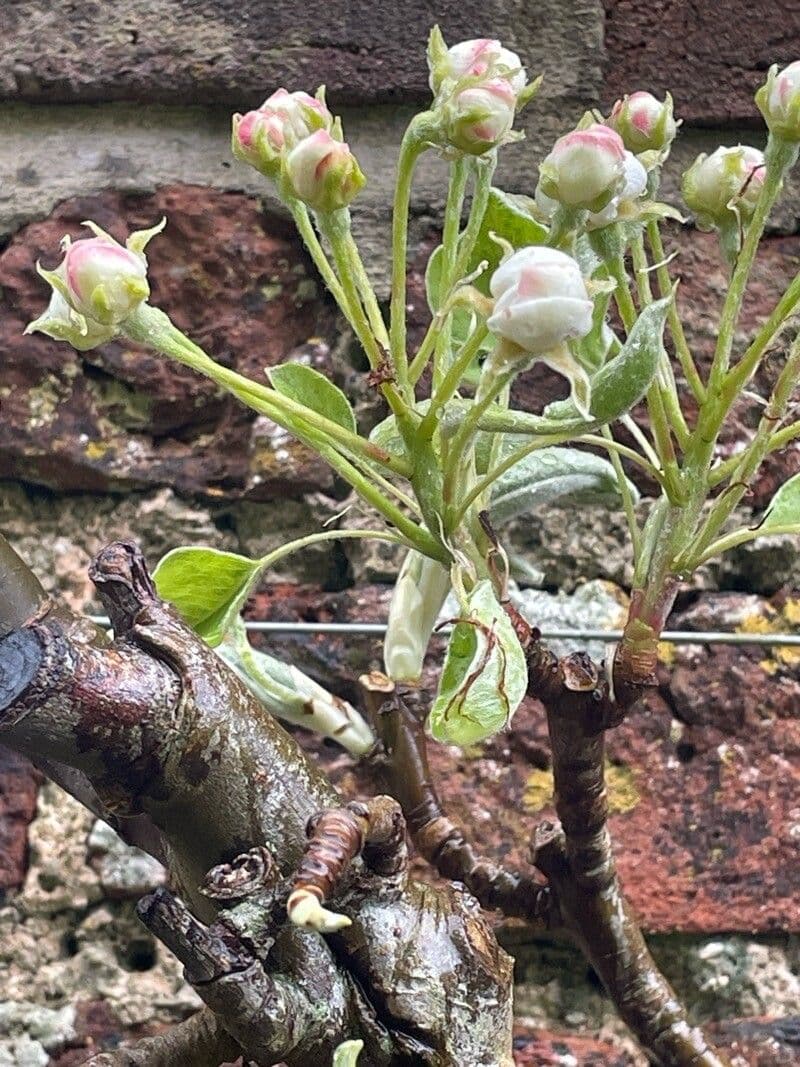 Pyrus communis