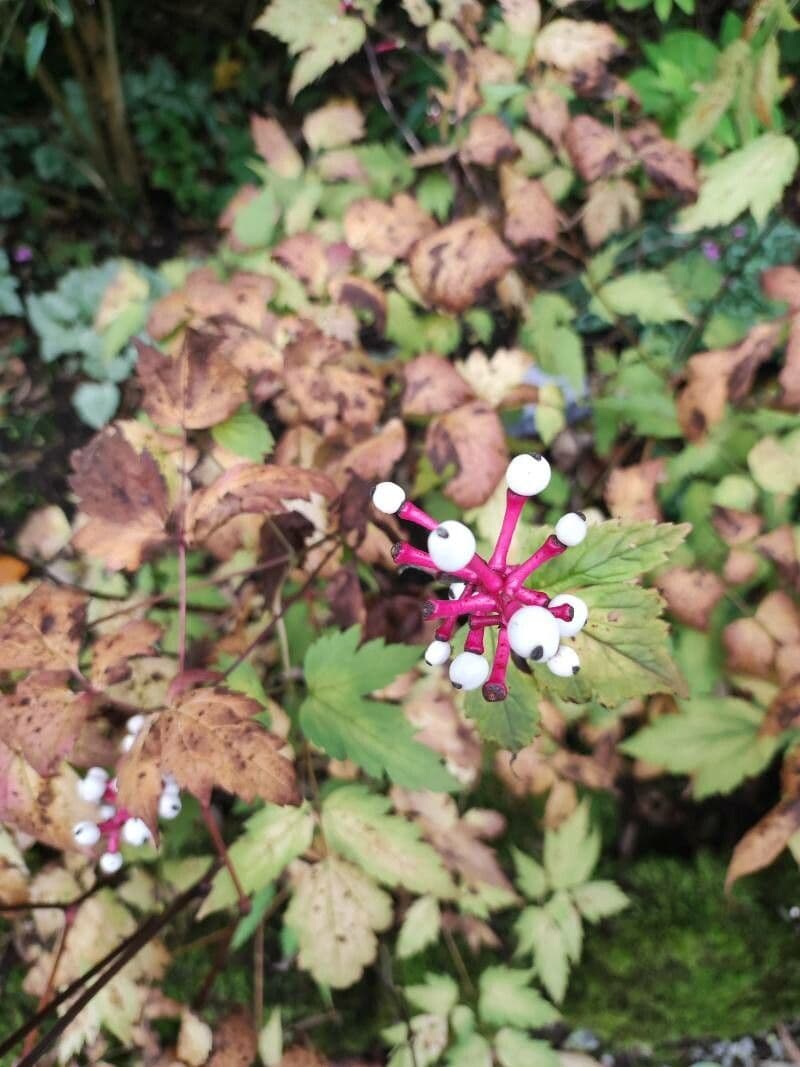 Actaea pachypoda