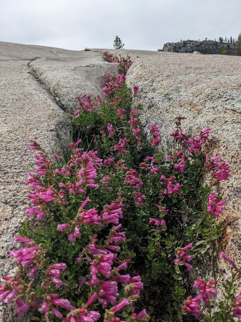 Penstemon newberryi