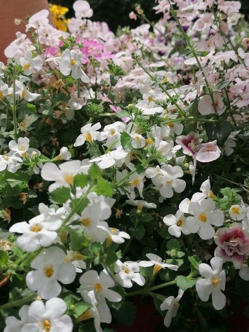 Jamesbrittenia grandiflora