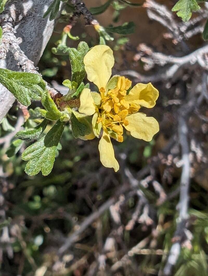 Purshia tridentata