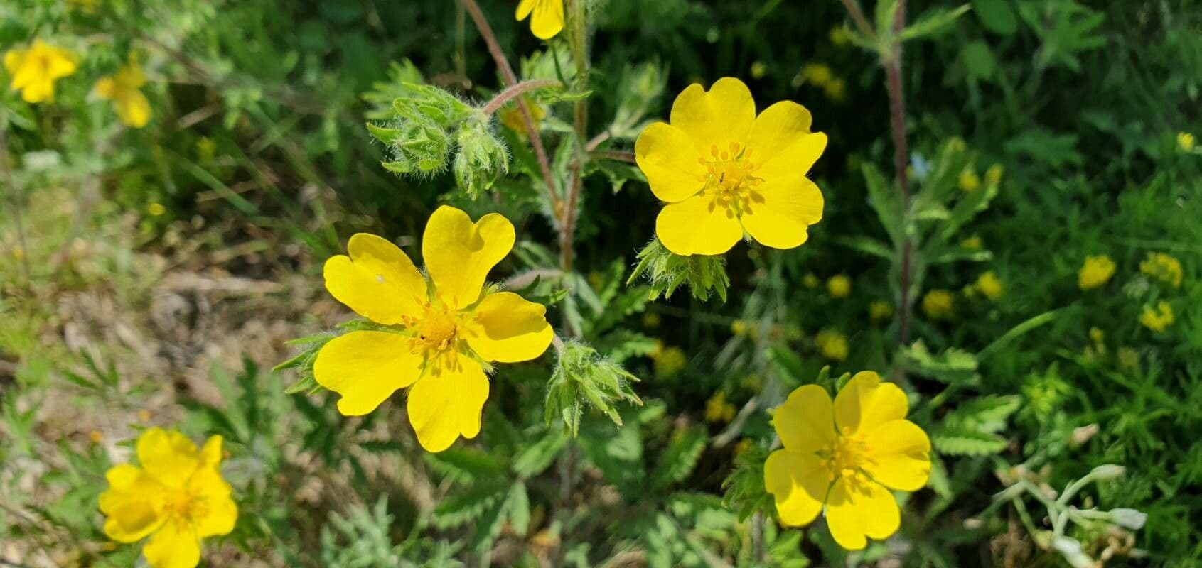 Potentilla hirta