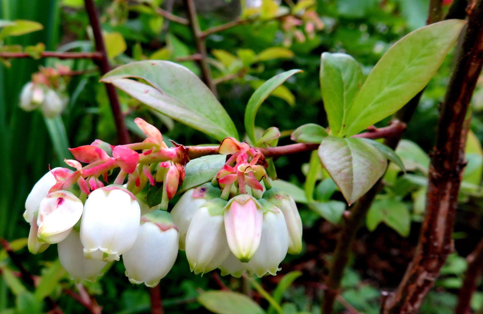 Vaccinium corymbosum