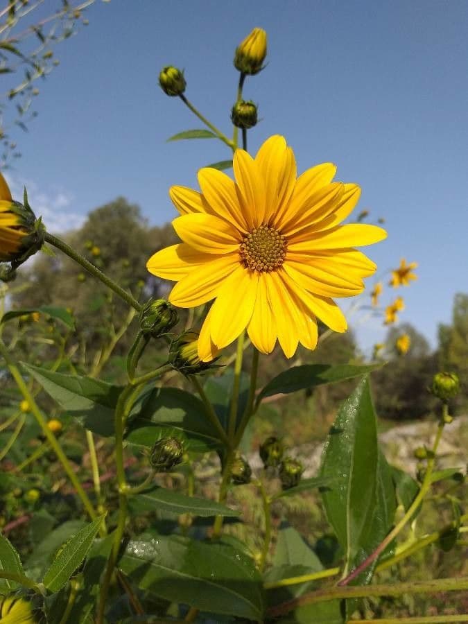 Helianthus tuberosus