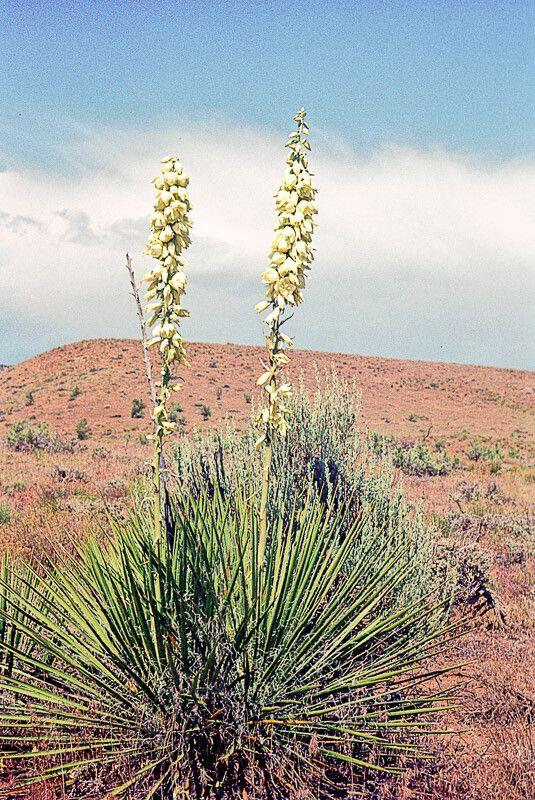 Yucca angustissima