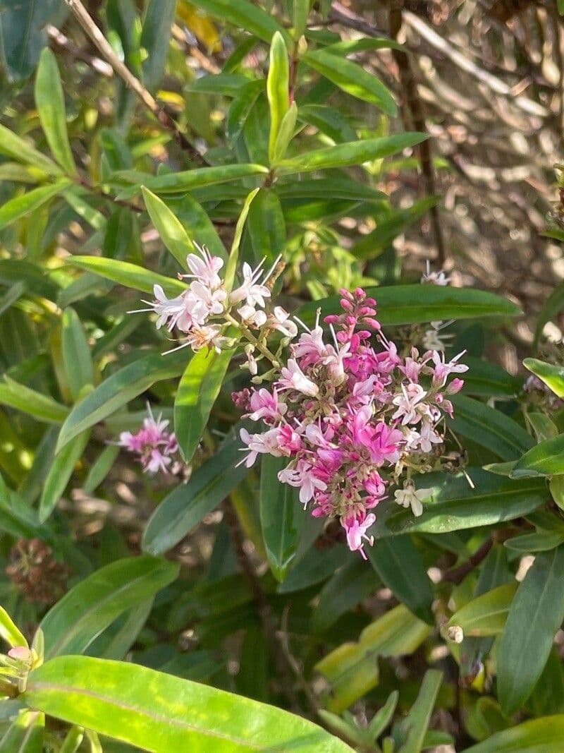 Veronica salicifolia