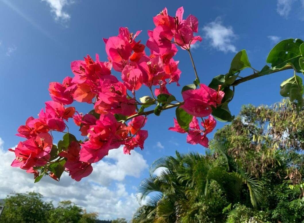 Bougainvillea buttiana