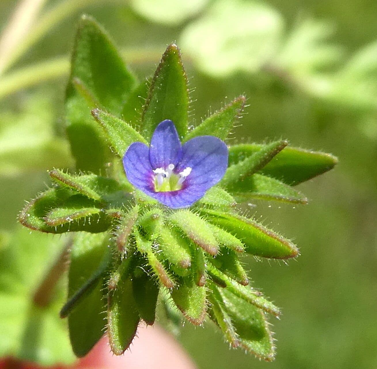 Veronica arvensis