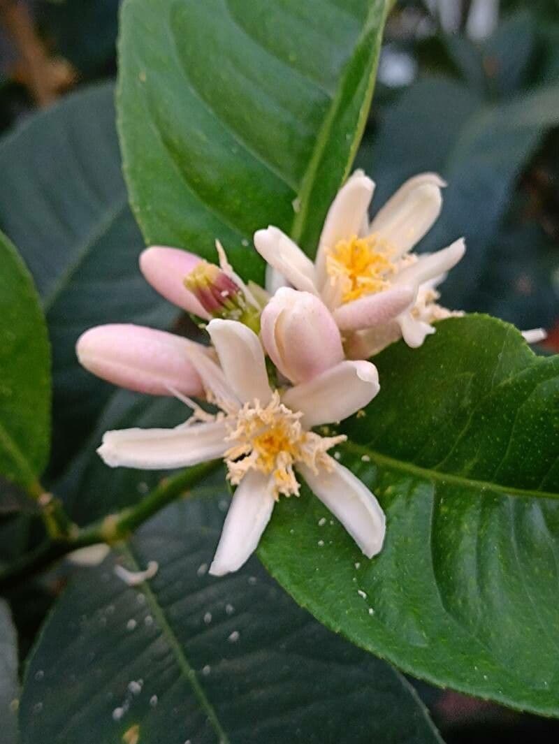 Citrus medica