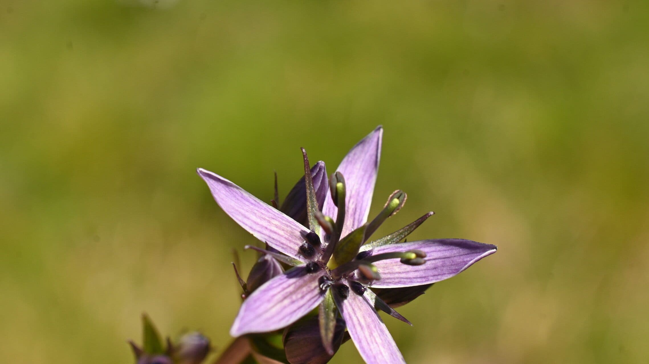 Swertia perennis