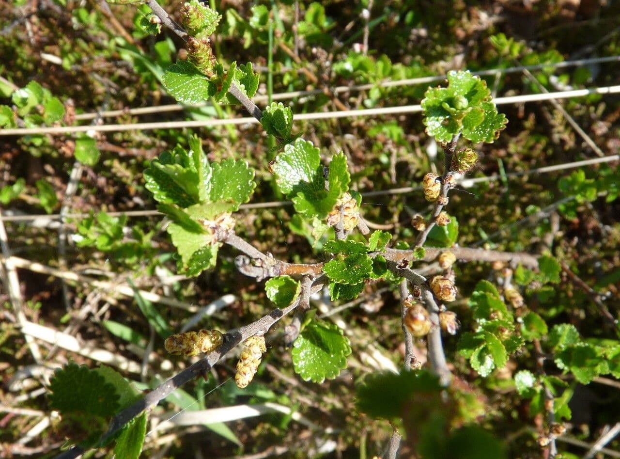 Betula nana