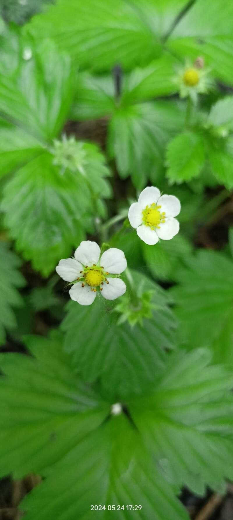 Fragaria virginiana