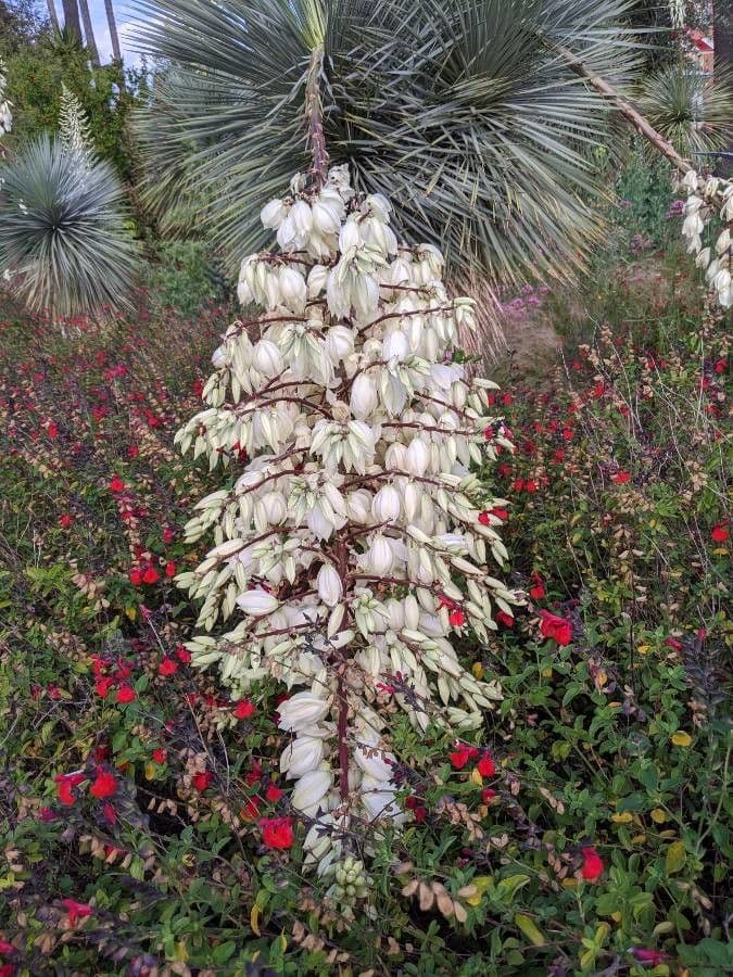 Yucca thompsoniana