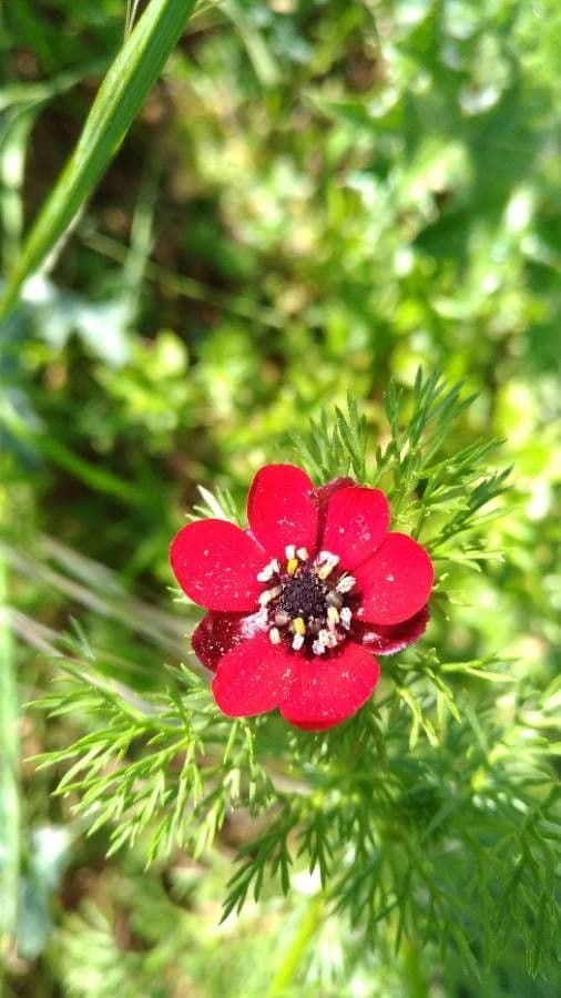 Adonis annua