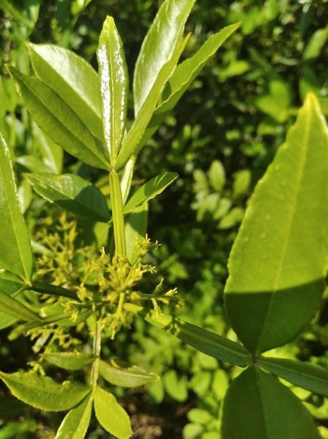 Zanthoxylum armatum