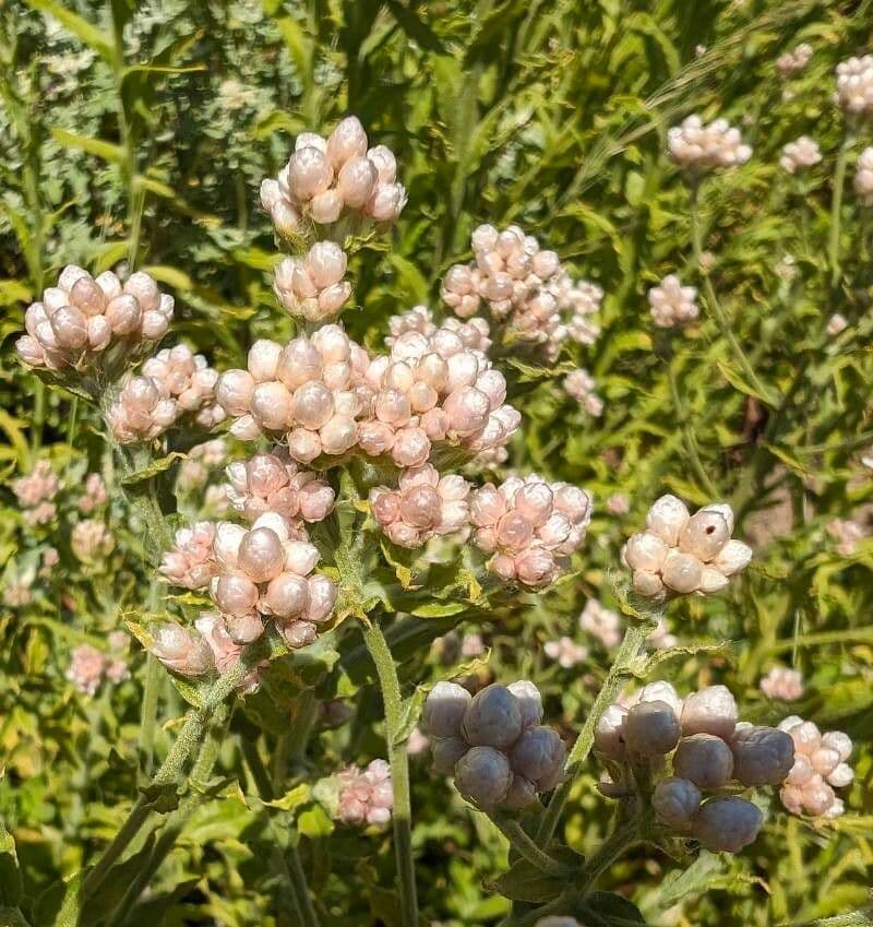 Pseudognaphalium californicum