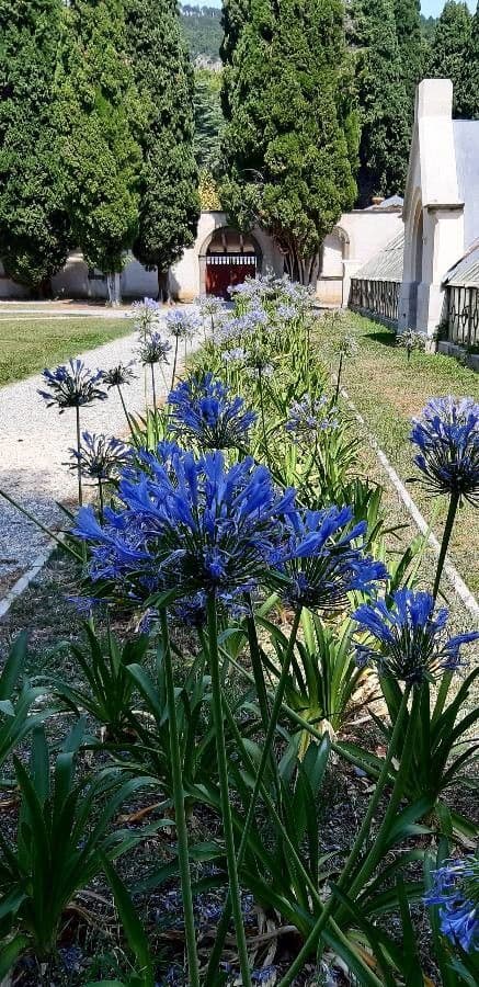 Agapanthus campanulatus