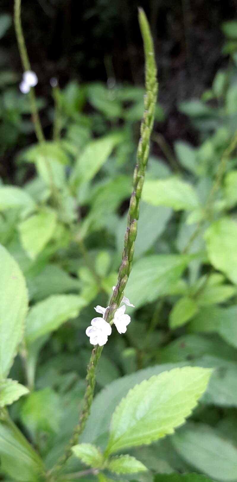 Stachytarpheta cayennensis