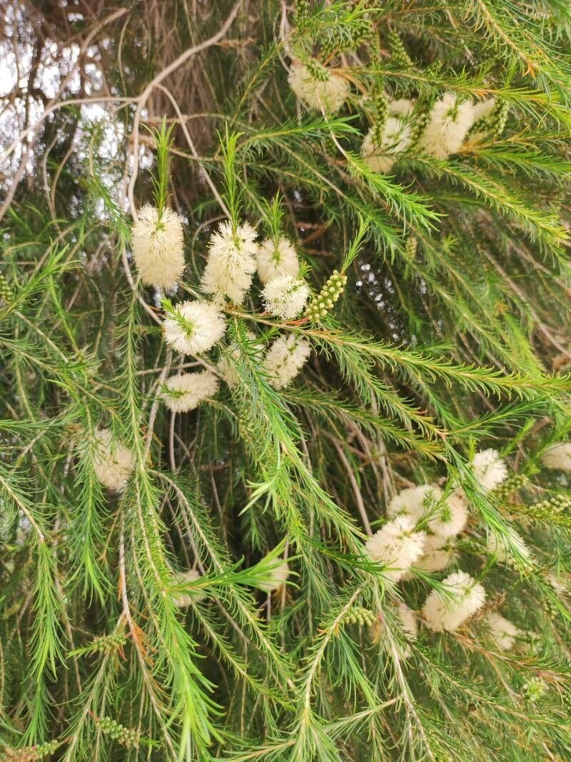 Melaleuca ericifolia